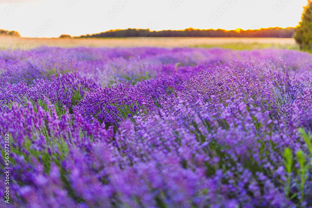 beautiful lavender herbs plantation agriculture