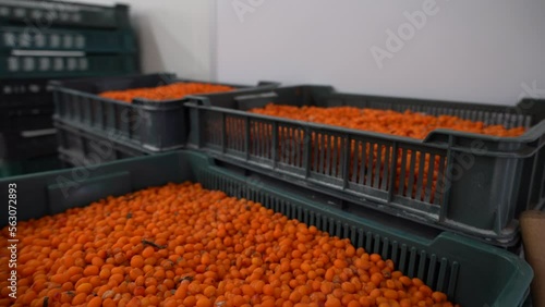 Chernihiv region, Ukraine - January 2023: Sea buckthorn crop sorting at one of the sea buckthorn berry farms. Frozen sea buckthorn berries.