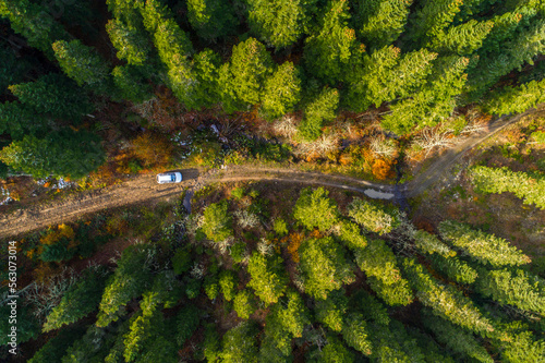 path through the forest