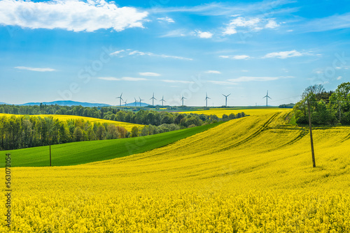 Rape field landscape