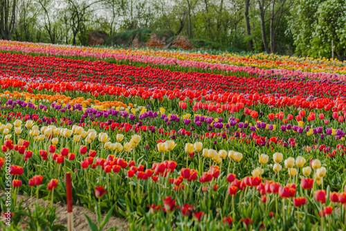 Wallpaper Mural tulips field agriculture holland Torontodigital.ca