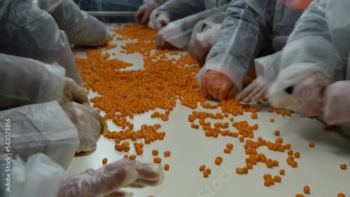 Chernihiv region, Ukraine - January 2023: Sea buckthorn crop sorting at one of the sea buckthorn berry farms. Frozen sea buckthorn berries.