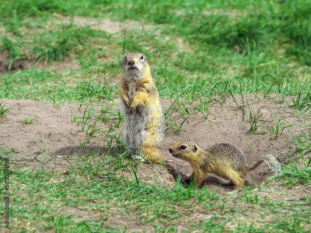 Fototapeta premium Gopher female is standing vertical on its hind legs and looking at the camera near her cub on a grassy lawn.