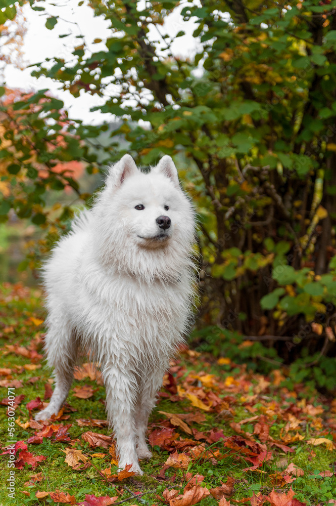 Wet Samoyed Dog on the grass. Autumn Maple Leaves in Background. Wet Samoyed Dog on the grass. Autumn Maple Leaves in Background.