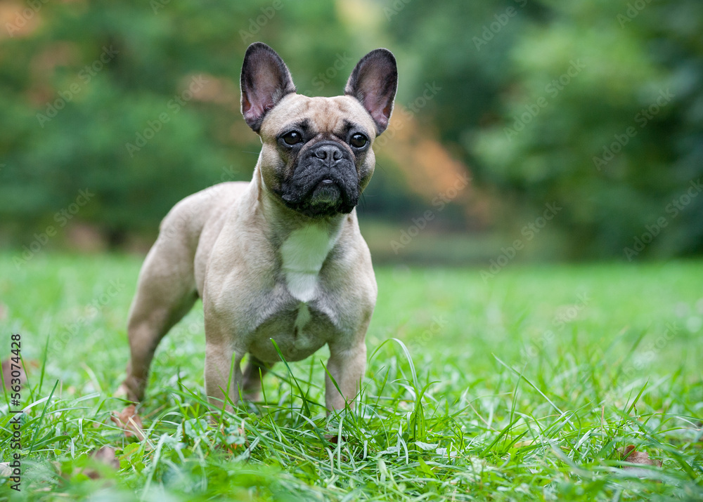French Bulldog on the grass. Portrait