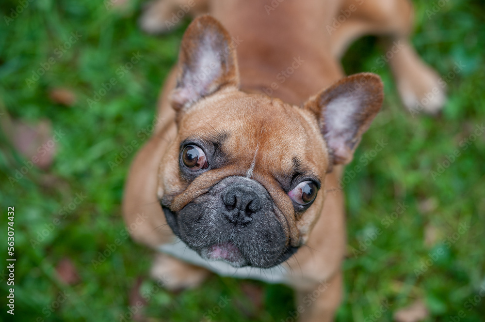 French Bulldog Sitting on the grass. Portrait