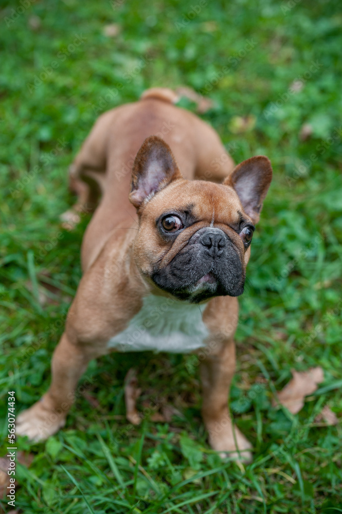 French Bulldog Sitting on the grass. Portrait