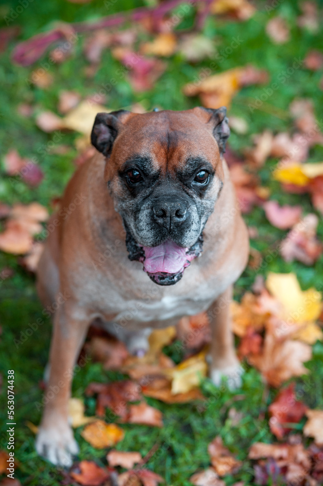 Boxer Breed Dog on the grass. Autumn Leaves in Background. Portrait, Open Mouth.