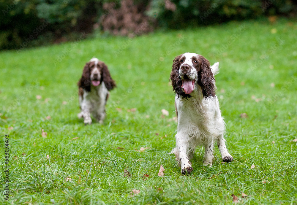 Two English Springer Spaniels Dogs Standing on the grass.