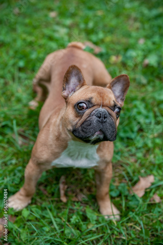 French Bulldog Sitting on the grass. Portrait © Mindaugas Dulinskas