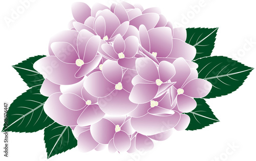 Illustration of pink Hydrengea flower with leaves. photo