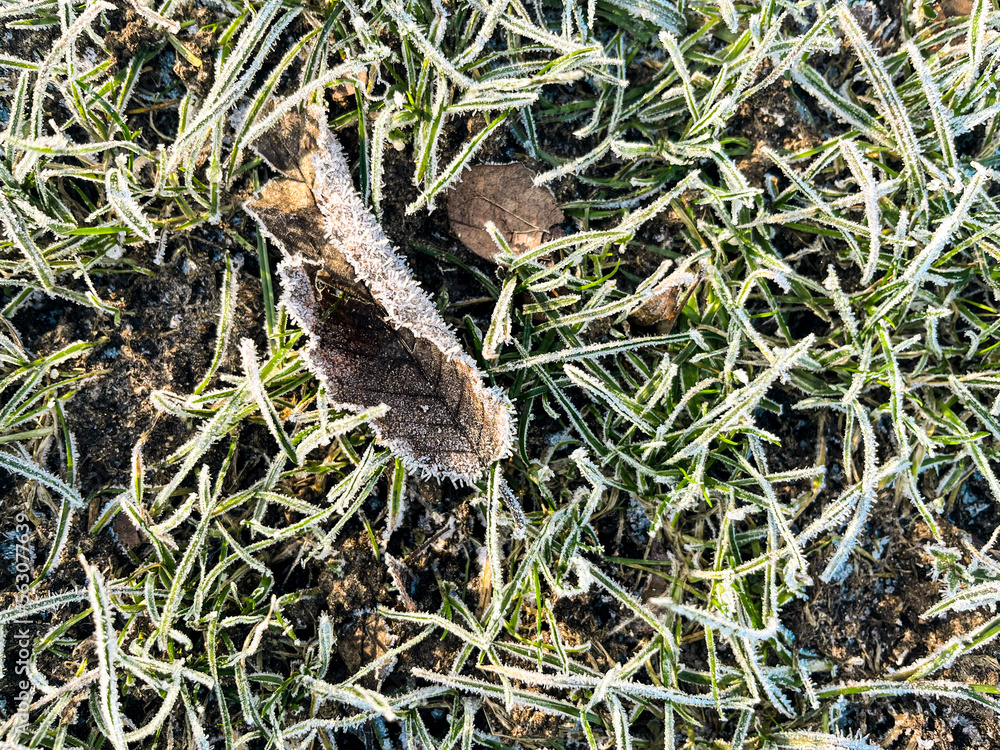 Fototapeta premium Close-up of white frost on grass and leaves in the morning. Deep natural colours are marked with white frost after a cold night. Plenty of copy space and can be used as a wallpaper.