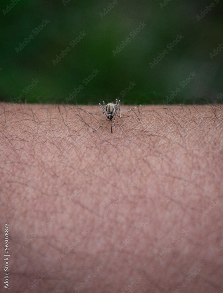 Mosquito. Mosquito season. Mosquito eating from a man arm. Mosquito. Mosquito season. Mosquito eating from a man arm.