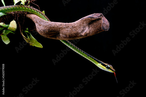 Close-up photo of a painted bronze back snake photo