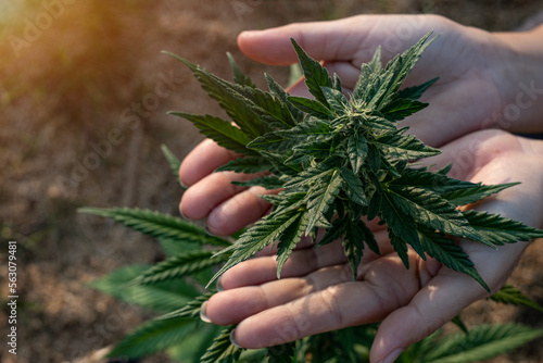 Woman hand holding cannabis growing on the farm
