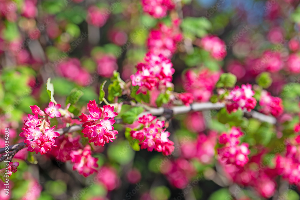 Blühende Blut-Johannisbeere, Ribes sanguineum, im Frühling Blühende Blut-Johannisbeere, Ribes sanguineum, im Frühling