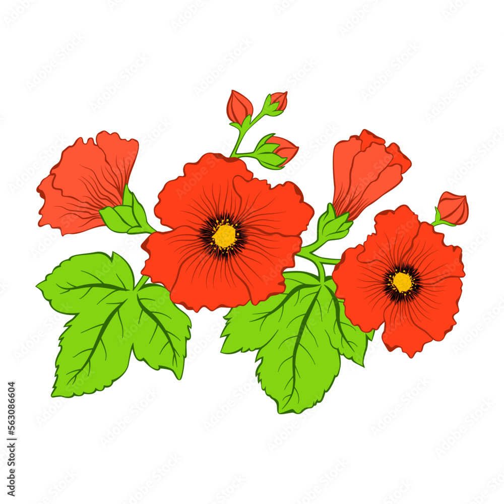red poppies flower isolated