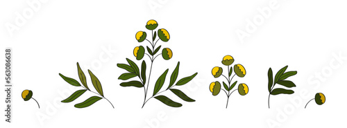 A set of therapeutic plant tansy. Botanical elements. Isolated flower, leaf, branch. Medical herbs.
