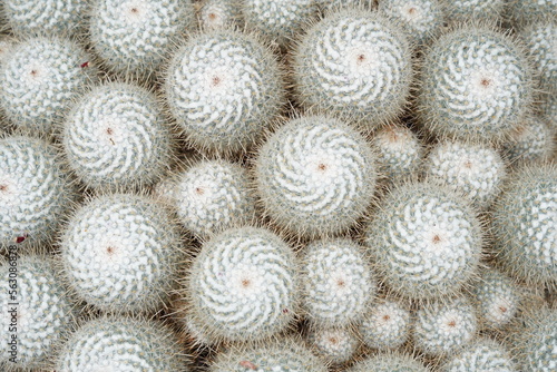 Εκτύπωση καμβά Cacti, called in Latin Mammillaria geminispina, has fine white spines and long thick ones