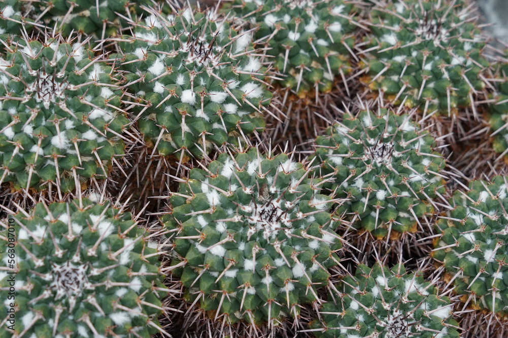 Cluster of cacti in Latin called Mammillaria magnimamma photographed as background of nature themes with a lot of copy space. The Mammillaria is a perennial globular cactus growing in groups. Cluster of cacti in Latin called Mammillaria magnimamma photographed as background of nature themes with a lot of copy space. The Mammillaria is a perennial globular cactus growing in groups.