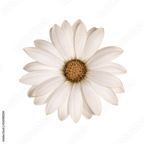 Top view of white single Spanish Daisy flower, isolated cutout on transparent background