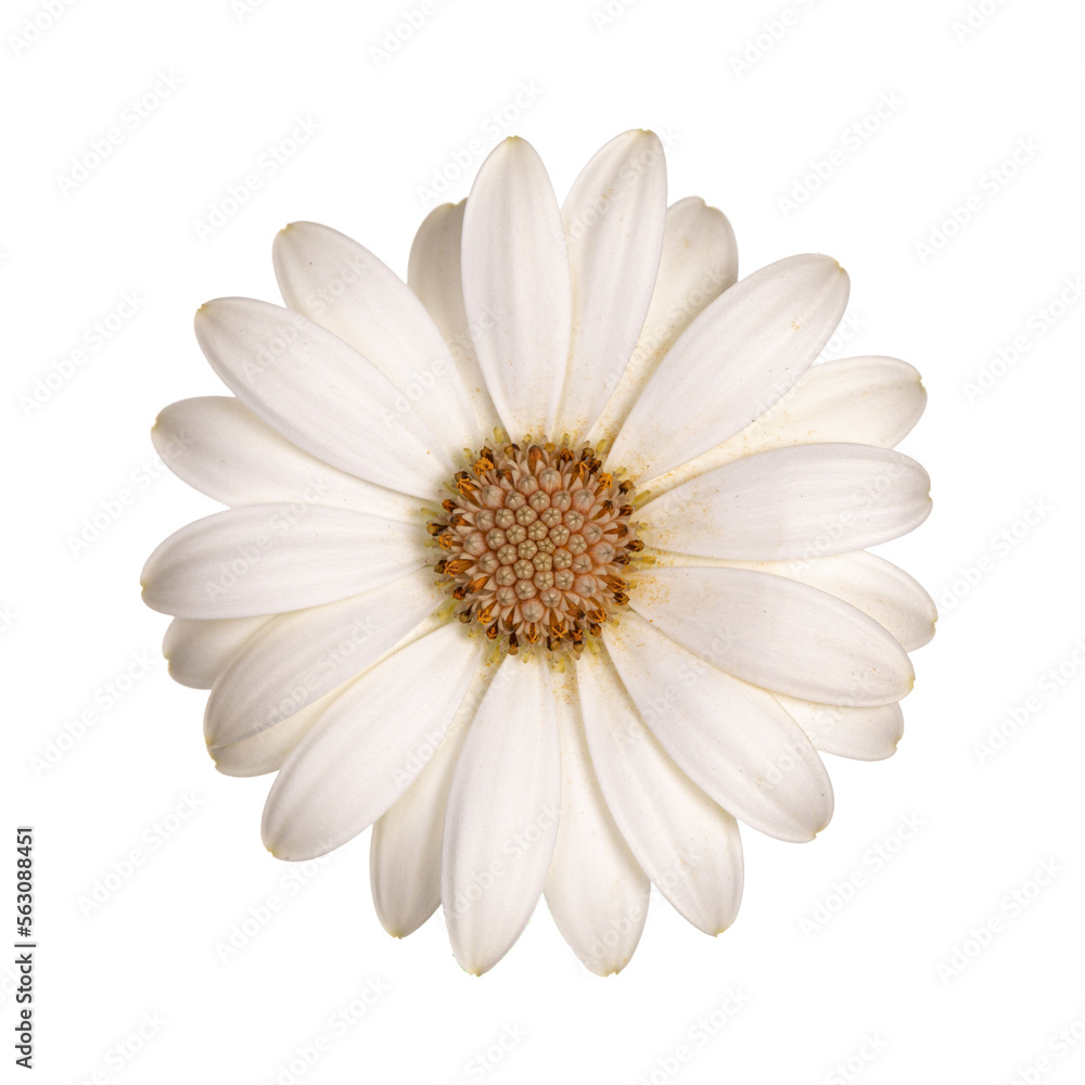 Top view of white single Spanish Daisy flower,  isolated cutout on transparent background