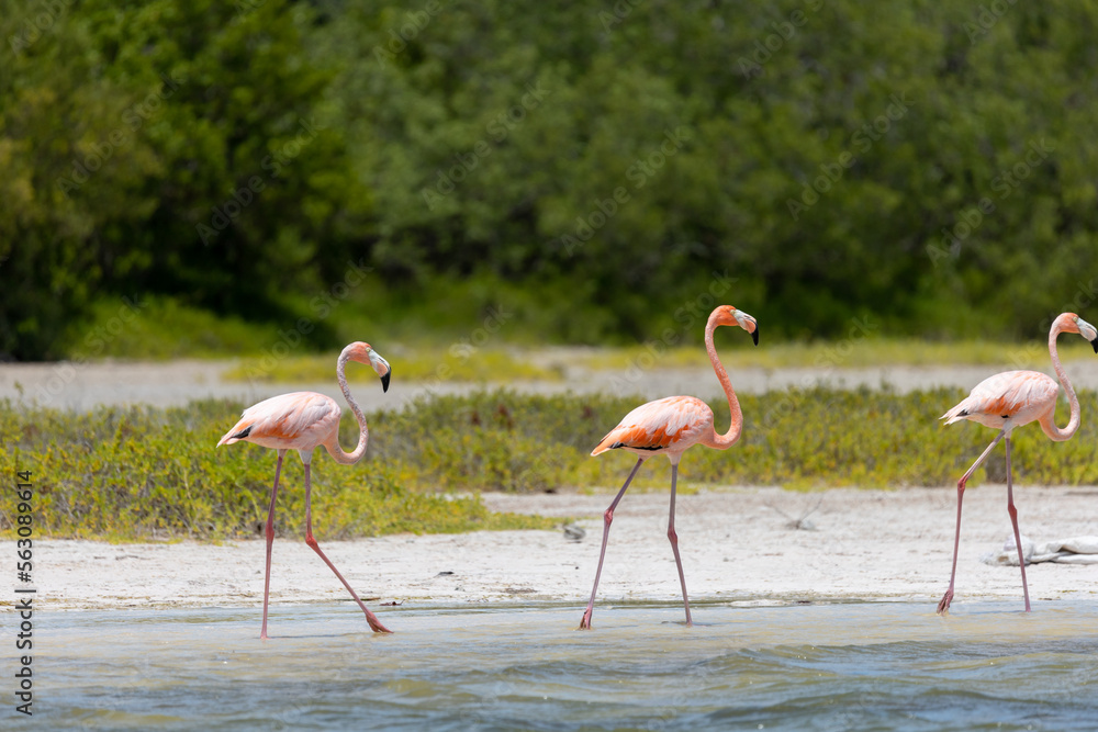 Obraz premium Three beautiful pink flamingos living wild in a lagoon in the Caribbean. Wildlife photography, natural environment. Cute, funny birds.