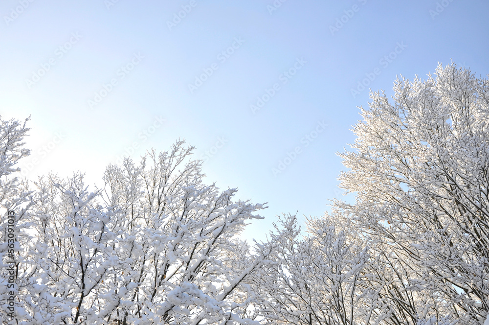 Bäume mit Schnee unter blauem Himmel, Winterlandschaft in Norddeutschland
Bäume mit Schnee unter blauem Himmel, Winterlandschaft in Norddeutschland