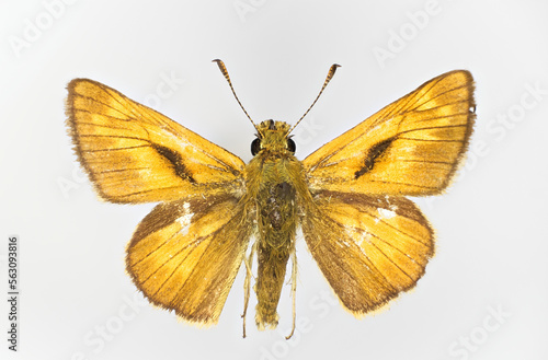 Large skipper, Ochlodes sylvanus.