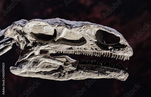Skull of a Carnivorous Dino