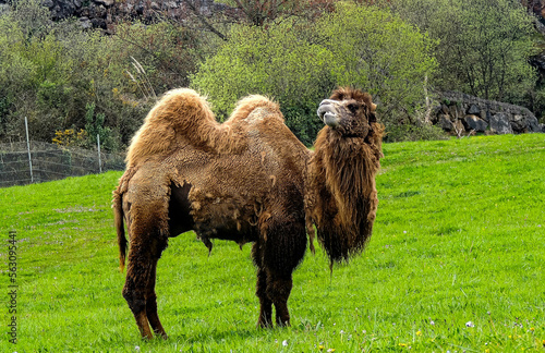 camel in the grass
