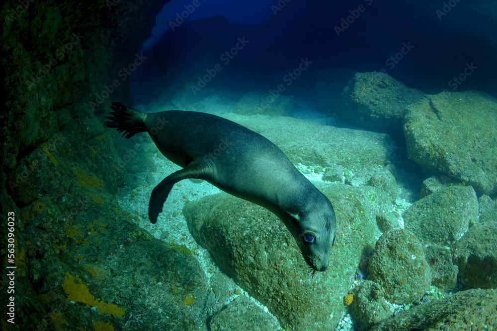 Californian sea lion swimming near bottom
