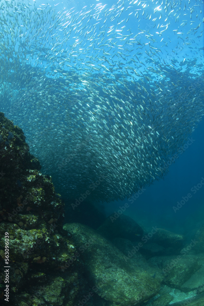 School of small fish near bottom School of small fish near bottom