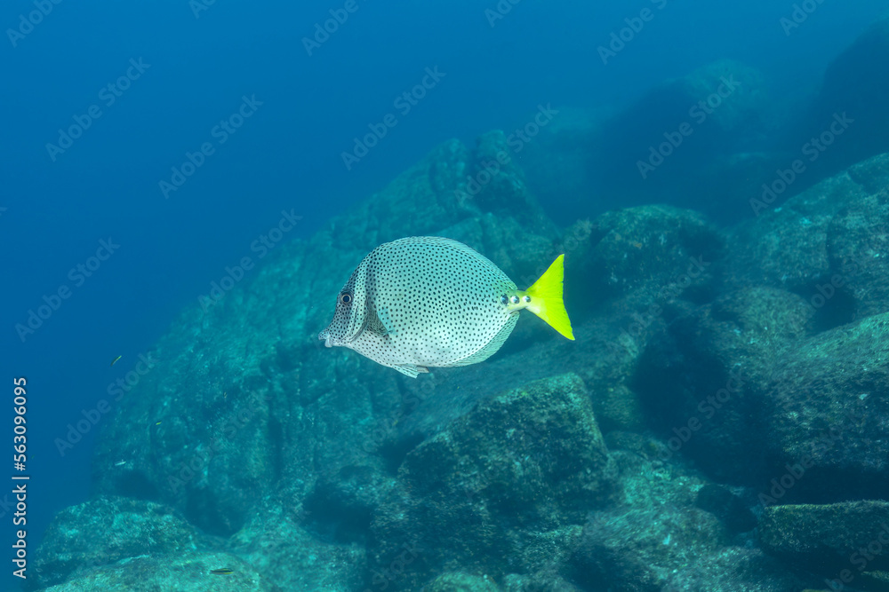 Yellowtail surgeonfish in clean sea water Yellowtail surgeonfish in clean sea water