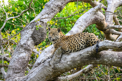 Wild Jaguar lying down on fallen tree trunk in Pantanal, Brazil