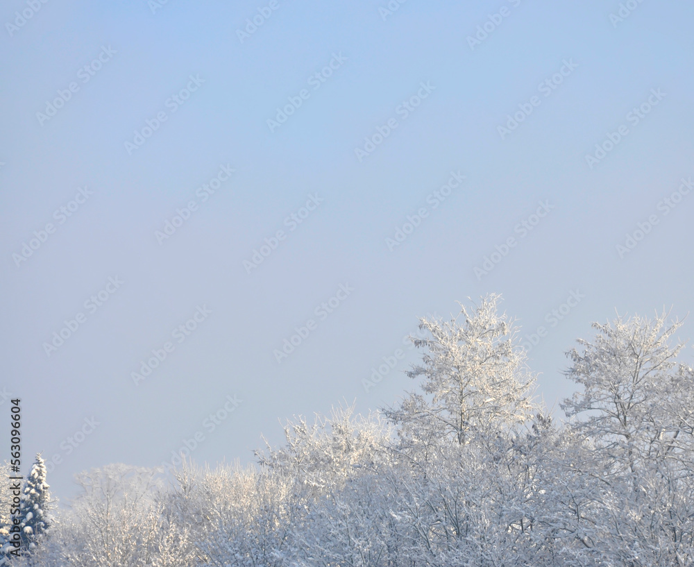 Bäume mit Schnee, Winterlandschaft in Schleswig-Holstein, Norddeutschland