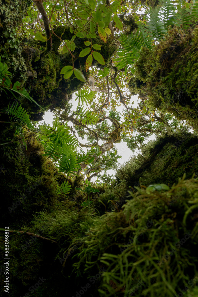 Fanal Forest, part of an ancient forest of ancient lime trees (Ocotea foetens) on Madeira Island. Fanal Forest, part of an ancient forest of ancient lime trees (Ocotea foetens) on Madeira Island.