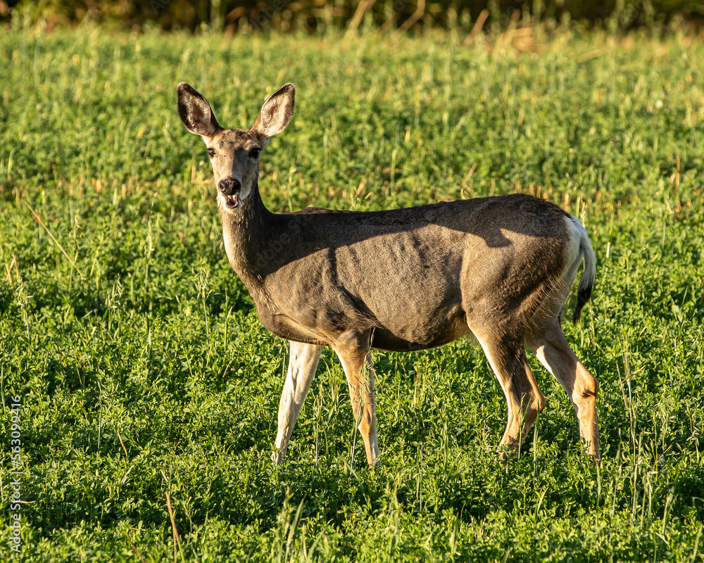 Fototapeta premium Momma deer-uh oh