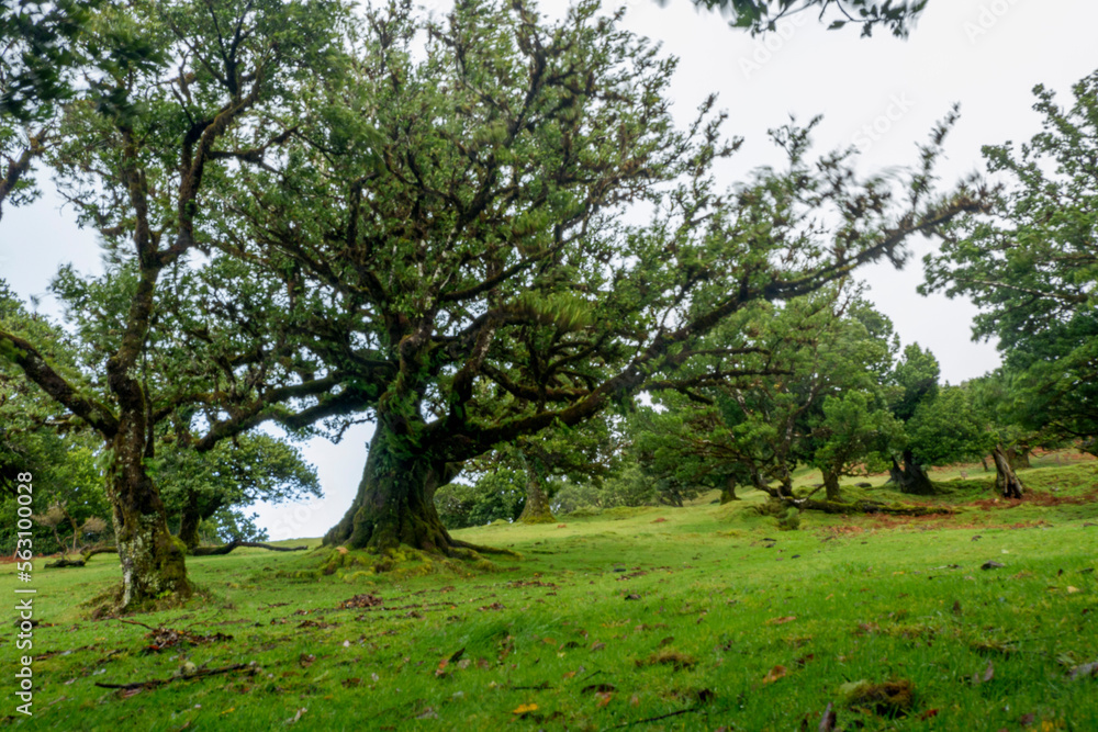 Fanal Forest, part of an ancient forest of ancient lime trees (Ocotea foetens) on Madeira Island. Fanal Forest, part of an ancient forest of ancient lime trees (Ocotea foetens) on Madeira Island.