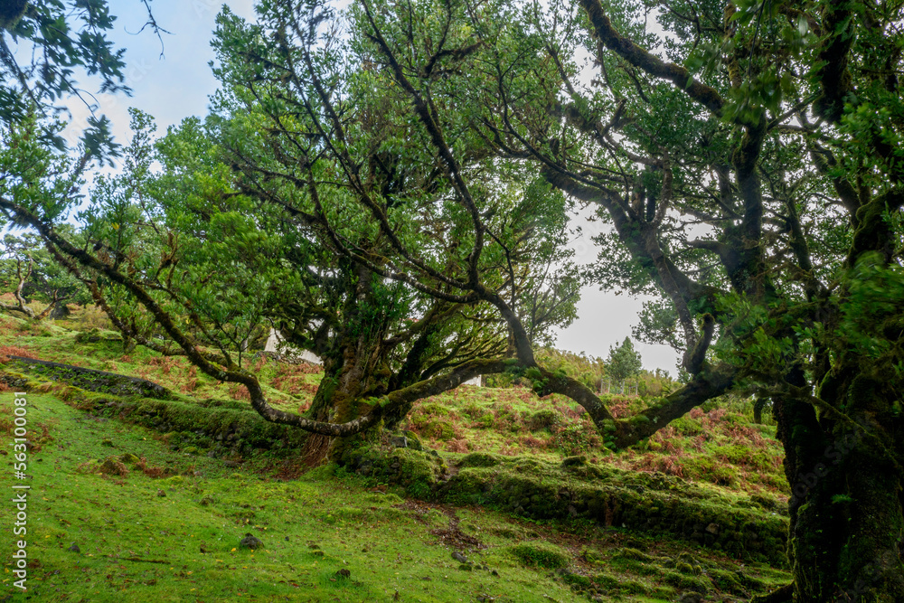 Fanal Forest, part of an ancient forest of ancient lime trees (Ocotea foetens) on Madeira Island. Fanal Forest, part of an ancient forest of ancient lime trees (Ocotea foetens) on Madeira Island.