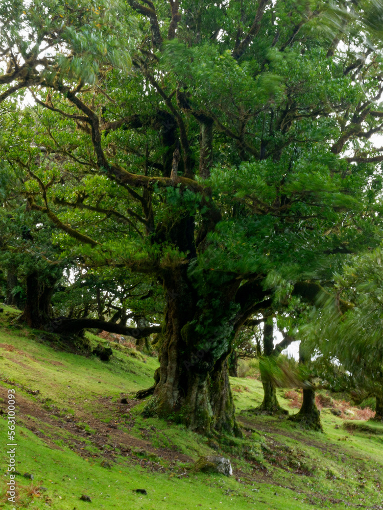Fanal Forest, part of an ancient forest of ancient lime trees (Ocotea foetens) on Madeira Island. Fanal Forest, part of an ancient forest of ancient lime trees (Ocotea foetens) on Madeira Island.