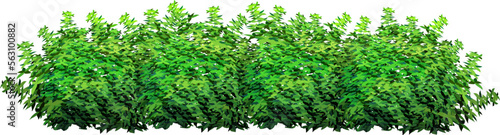 Ornamental green plant in the form of a hedge.Realistic garden shrub, seasonal bush, boxwood, tree crown bush foliage.For decorate of a park, a garden or a green fence.