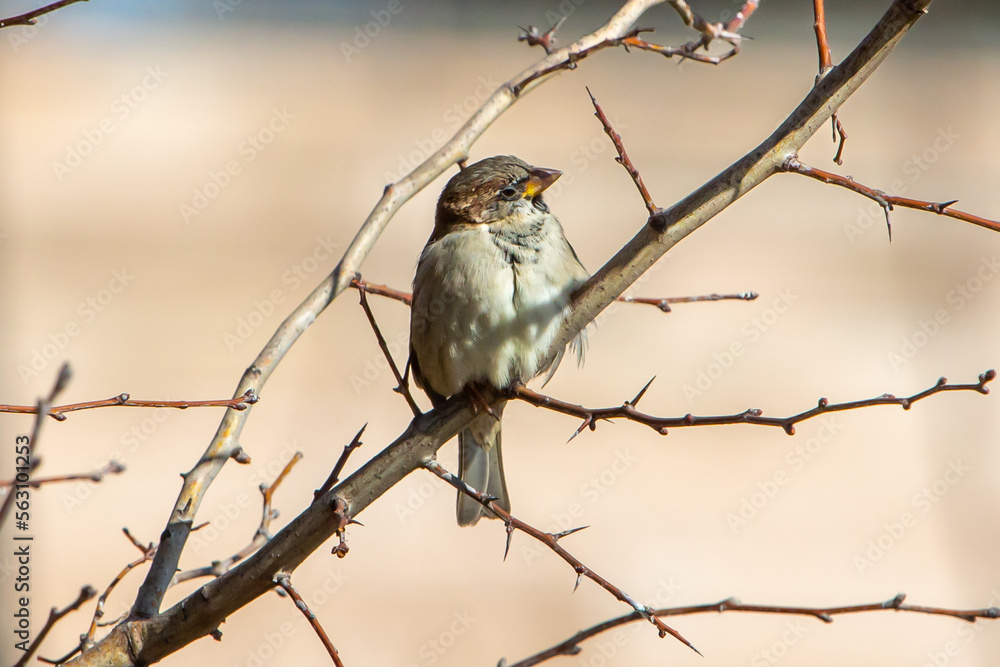 Obraz premium Sparrow perched on a leafless branch. Small urban birds. Endangered bird.