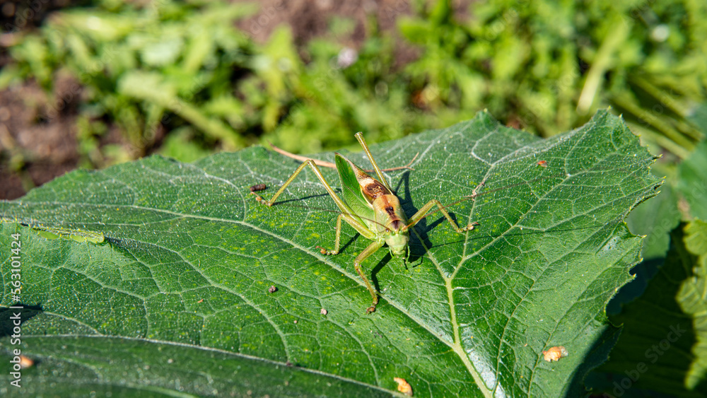 green grasshopper sits on a large leaf green grasshopper sits on a large leaf