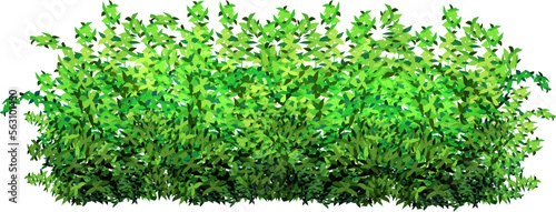 Ornamental green plant in the form of a hedge.Realistic garden shrub, seasonal bush, boxwood, tree crown bush foliage.For decorate of a park, a garden or a green fence.