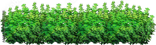 Ornamental green plant in the form of a hedge.Realistic garden shrub, seasonal bush, boxwood, tree crown bush foliage.For decorate of a park, a garden or a green fence.