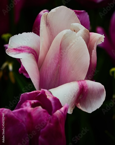 Fototapeta Naklejka Na Ścianę i Meble -  Purple, Pink Tulip in the garden