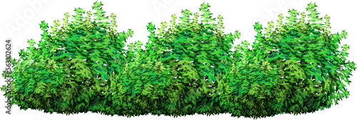 Ornamental green plant in the form of a hedge.Realistic garden shrub, seasonal bush, boxwood, tree crown bush foliage.For decorate of a park, a garden or a green fence.