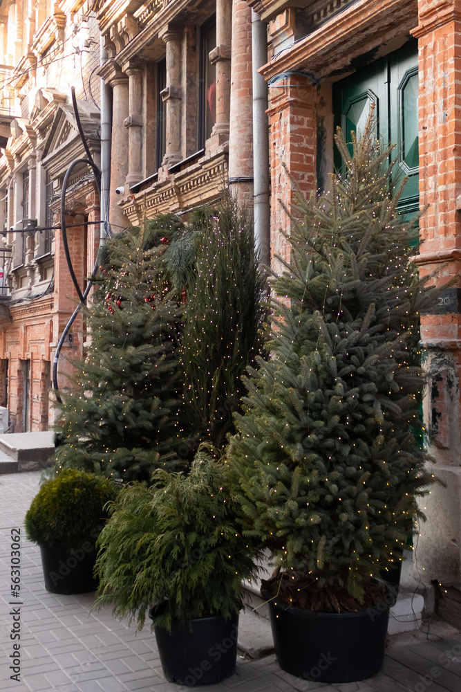 Street Christmas trees on the background of an old brick house