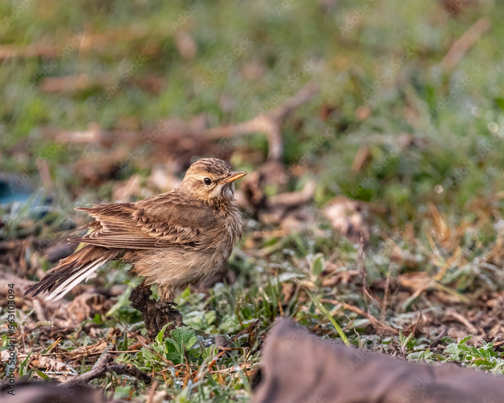 A Pipit looking into the camera A Pipit looking into the camera